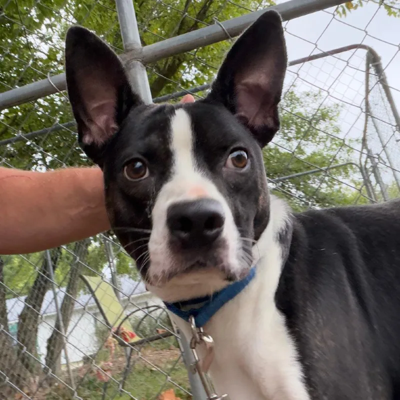 An adult small-sized male Boston Terrier dog named Skip for adoption in Columbia Station, OH