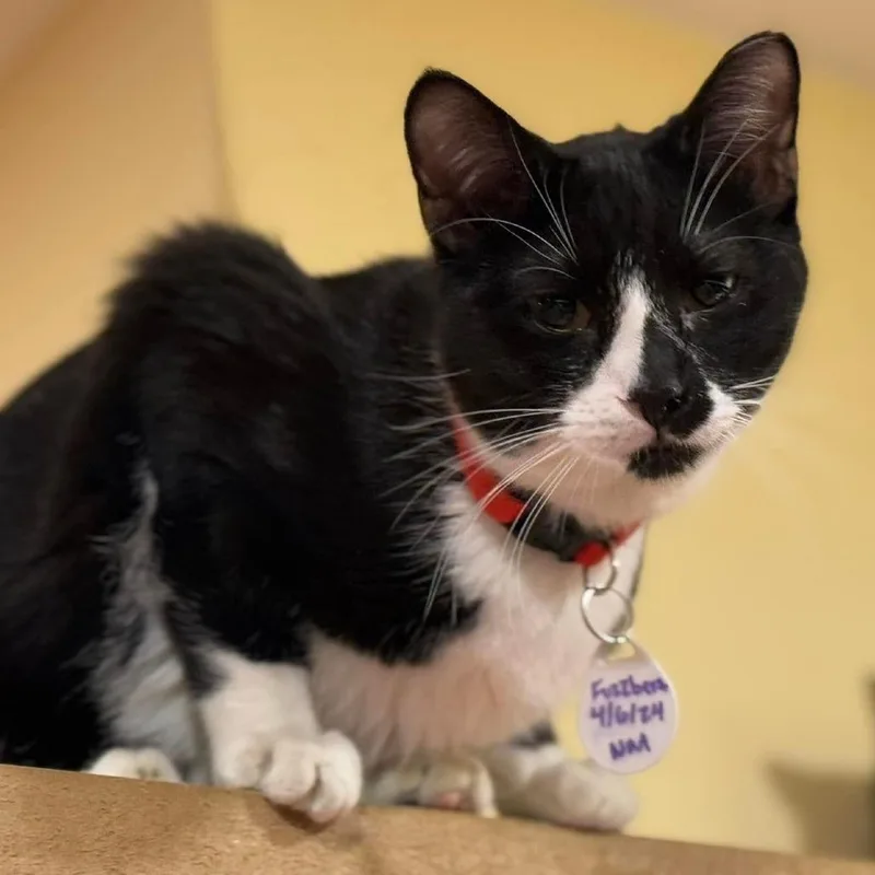 Fuzzbert thumbnail 2