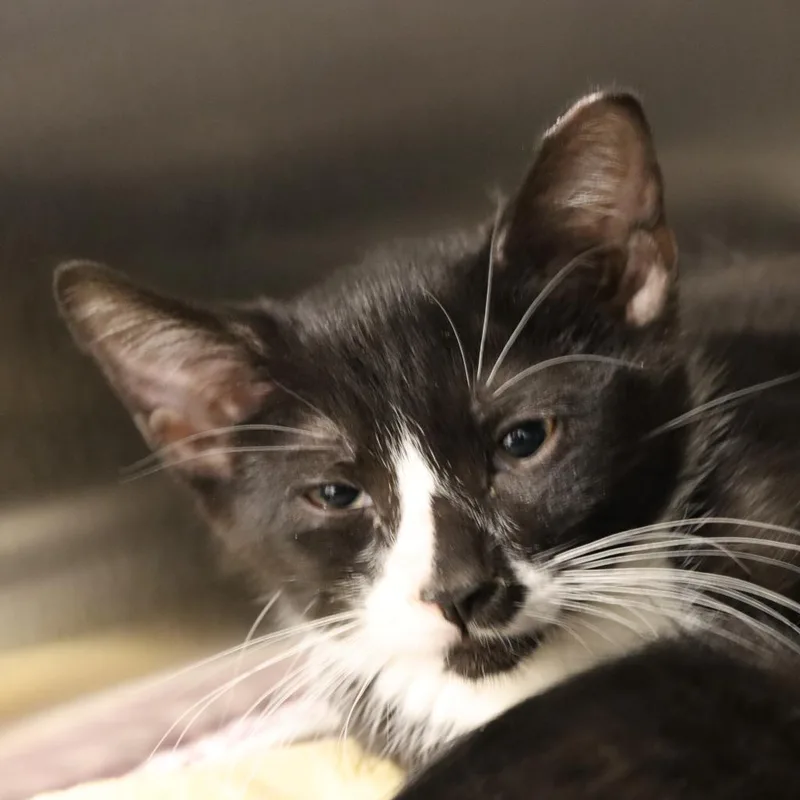 Fuzzbert thumbnail 3