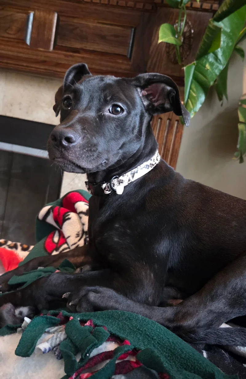 A baby medium-sized female Staffordshire Bull Terrier dog named Meeny for adoption in Oswego, IL