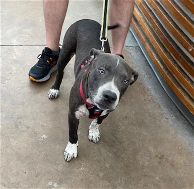 A young small-sized male Mixed Breed dog named Von for adoption in Dallas, TX