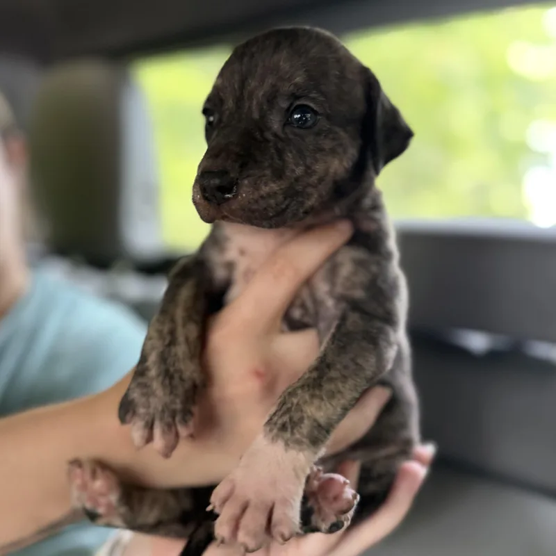 A baby medium-sized female Pit Bull Terrier dog named Miss Behavin' for adoption in Columbia, SC