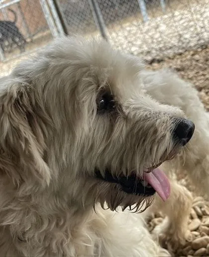 An adult small-sized female White / Cream Poodle dog named Mabel for adoption in Plano, TX