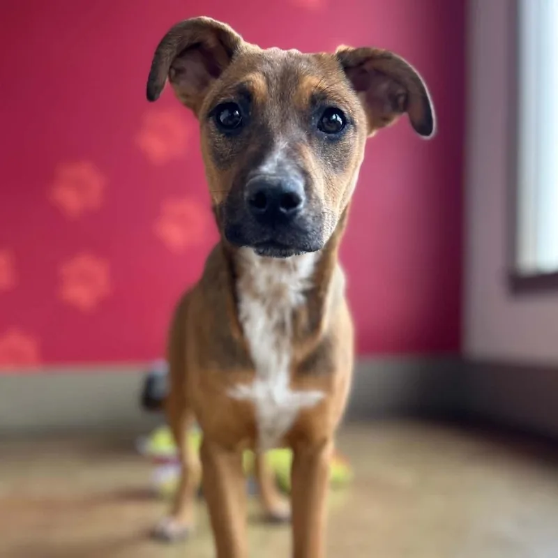 A baby medium-sized female Yellow / Tan / Blond / Fawn Shepherd dog named Fortune for adoption in Green Bay, WI