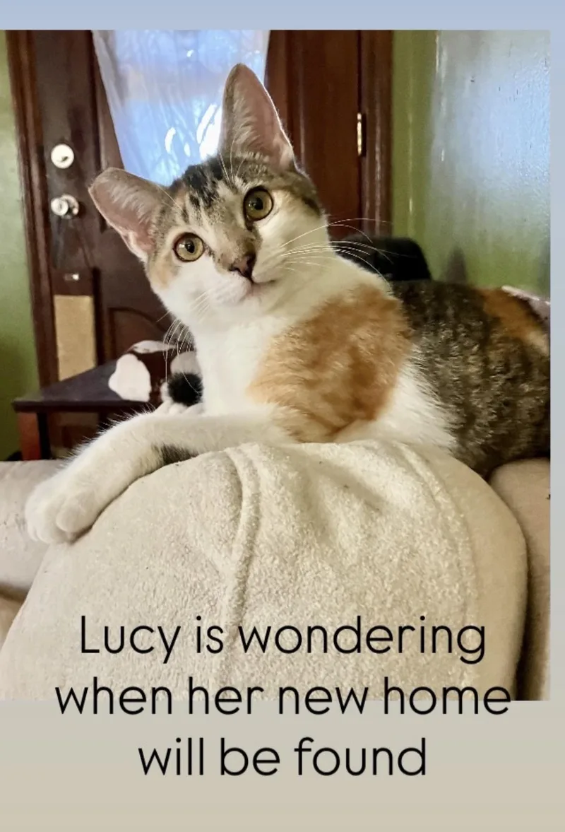 Lucy thumbnail 2