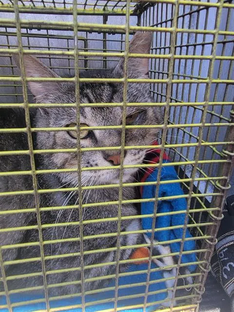 An adult small-sized male Domestic Short Hair cat named Chonkers for adoption in San Antonio, TX