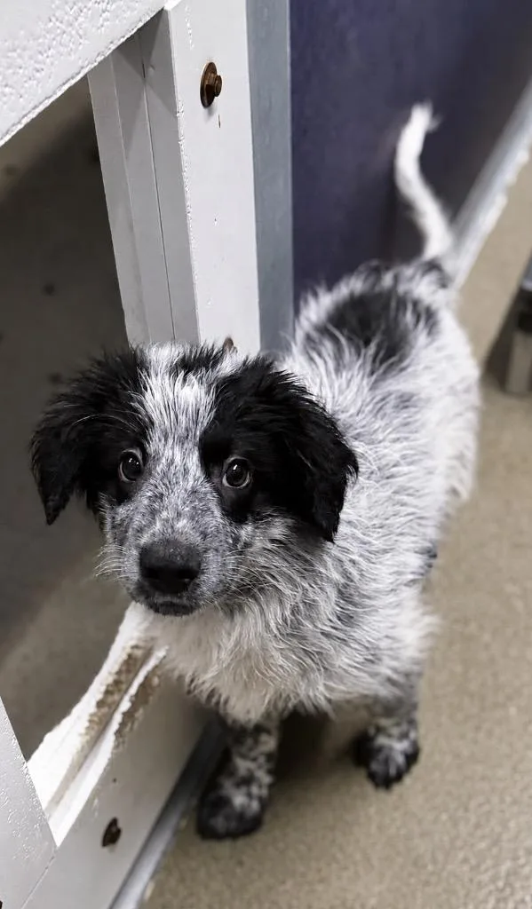 A baby medium-sized male Collie dog named Bolivar for adoption in Fort Lupton, CO