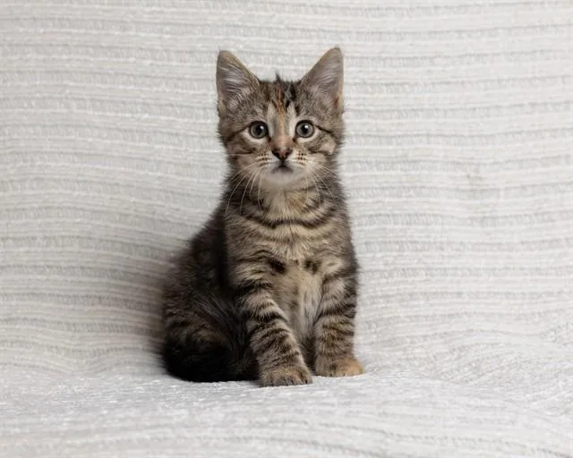 A baby small-sized female Domestic Medium Hair cat named Ella for adoption in Ames, IA