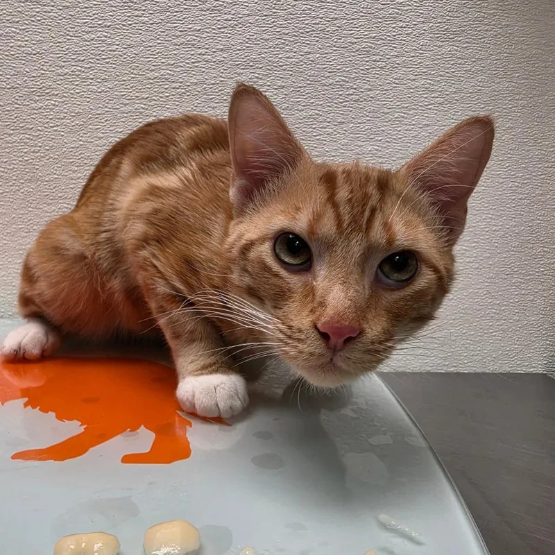 A young medium-sized male Orange / Red Domestic Short Hair cat named Stray Hold Otis for adoption in Albuquerque, NM