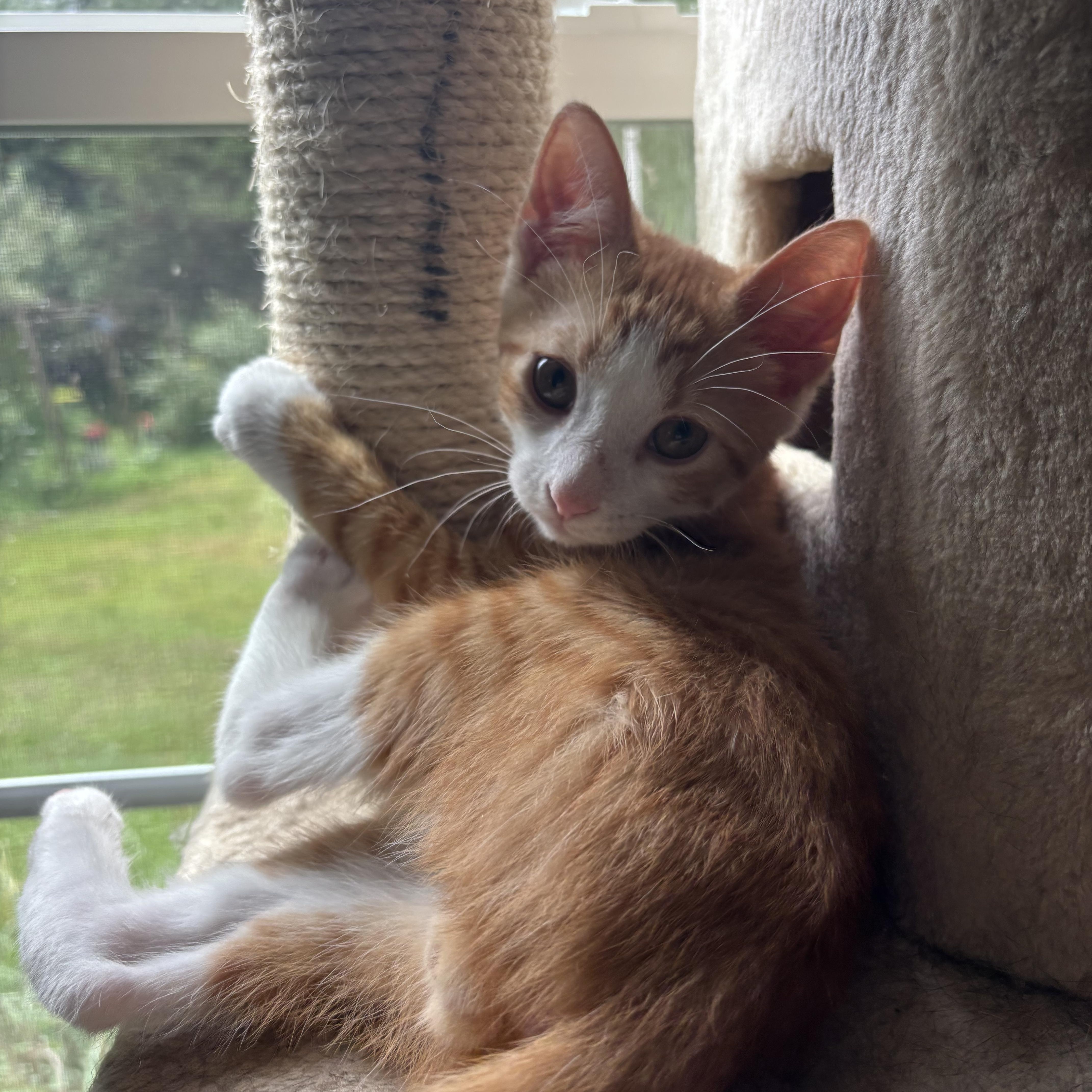 A baby medium-sized male Domestic Short Hair cat named Larry L'Orange  Snuggly for adoption in Bristow, VA