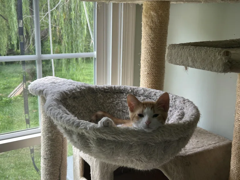 Larry L'Orange  Snuggly thumbnail 4