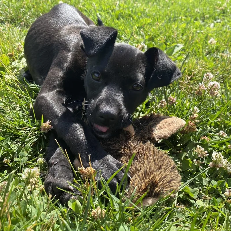 A baby small-sized female Black Mixed Breed dog named Wendy for adoption in East Hanover, NJ