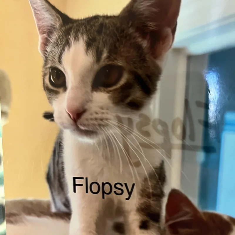 A baby small-sized male White Domestic Short Hair cat named Flopsy for adoption in Wells, ME