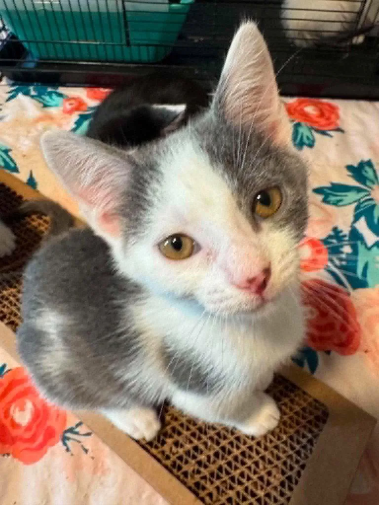A baby medium-sized female Domestic Short Hair cat named PawpawRedbud or Tulip for adoption in Cromwell, KY
