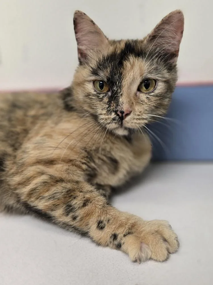 An adult medium-sized female Tabby (Orange / Red) Domestic Short Hair cat named Maeve for adoption in Metamora, IL