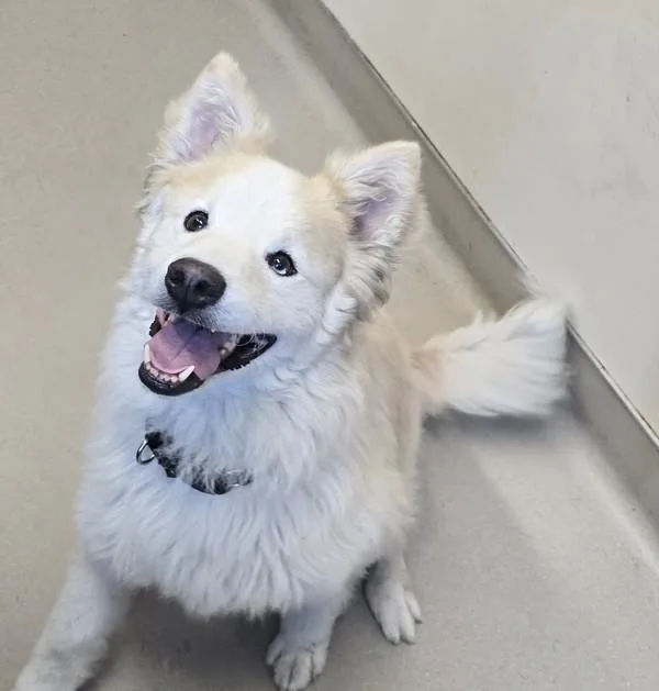An adult large-sized male Siberian Husky dog named Peter Pan for adoption in El Cajon, CA