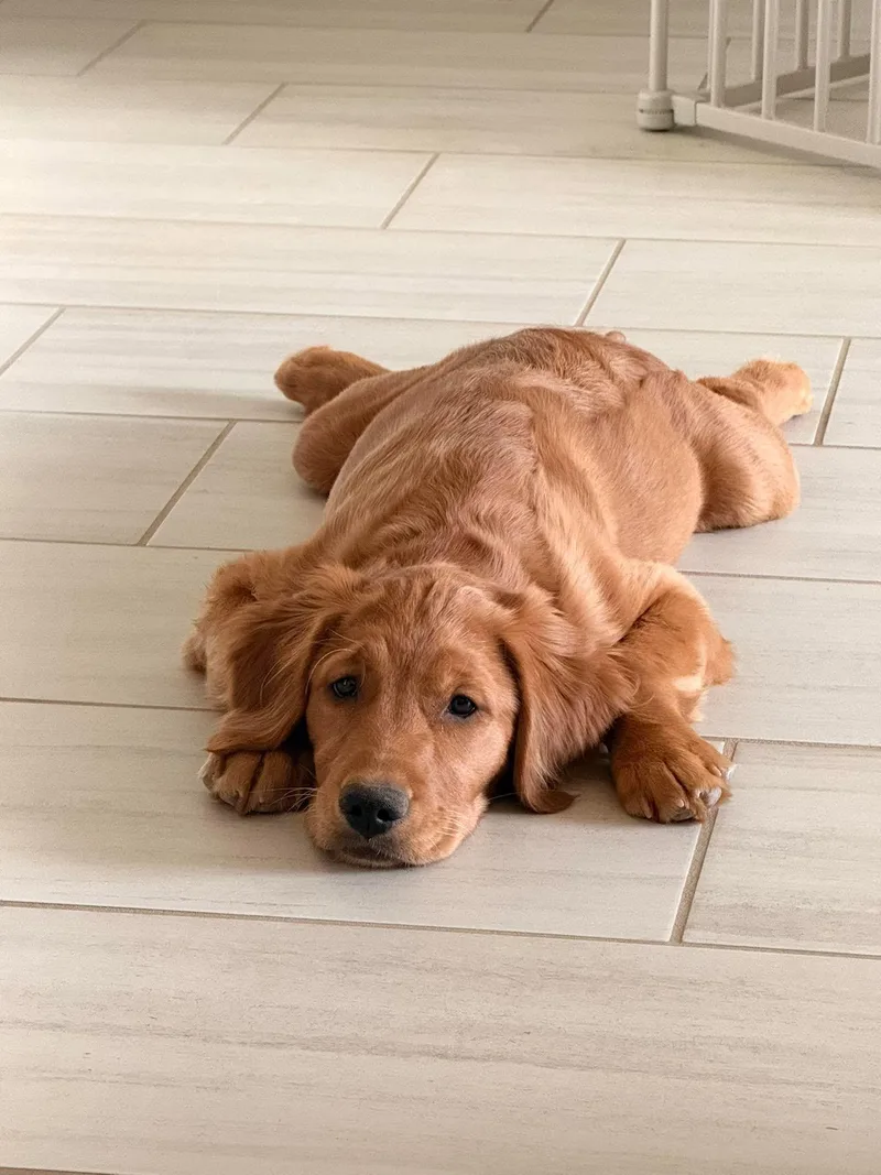 Harper