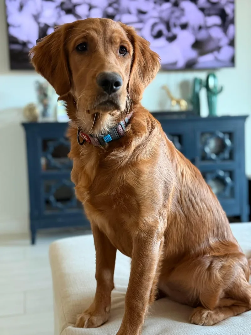 Harper thumbnail 2