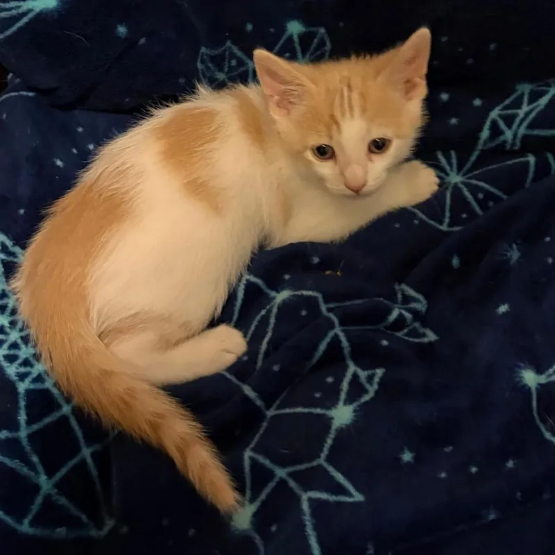 A baby small-sized male White Domestic Short Hair cat named Fern for adoption in Wichita, KS