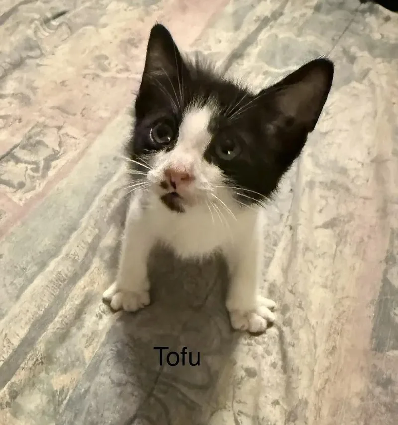 A baby small-sized male Black & White / Tuxedo Domestic Short Hair cat named Tofu for adoption in Safety Harbor, FL