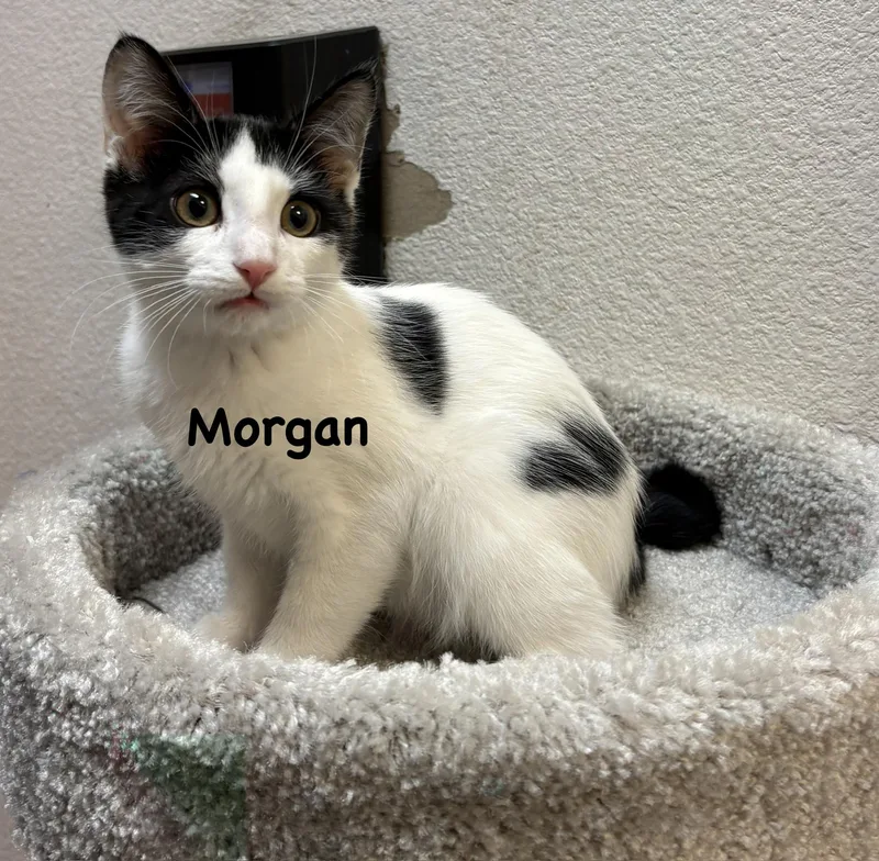 A young medium-sized male Black Domestic Short Hair cat named Morgan for adoption in Phoenix, AZ
