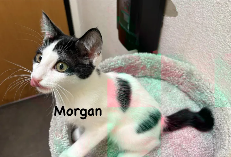Morgan thumbnail 2