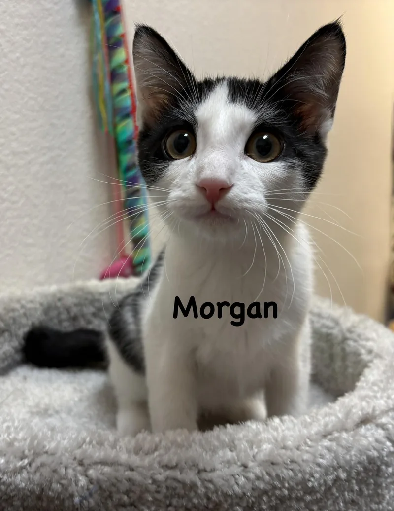 Morgan thumbnail 3