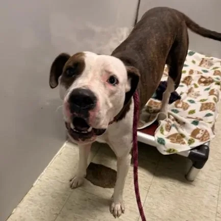An adult medium-sized female Brindle Pit Bull Terrier dog named Makalu for adoption in East Saint Louis, IL