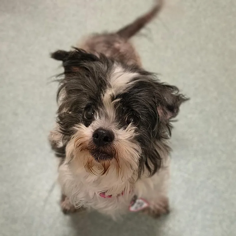 A senior small-sized female Black Shih Tzu dog named Trembelina for adoption in Springfield, MA