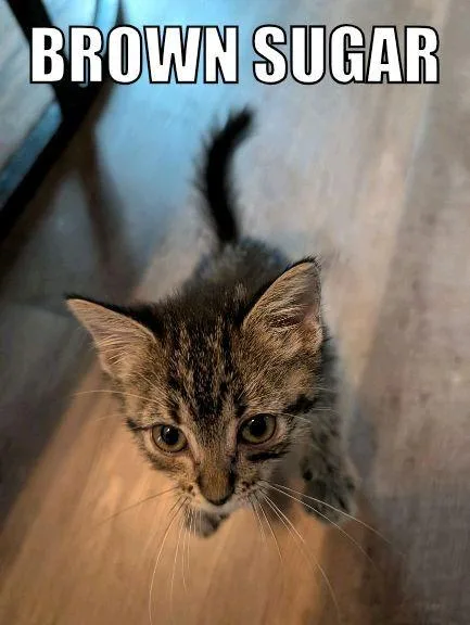 A baby medium-sized male Domestic Short Hair cat named Brown Sugar for adoption in Johnson City, TN