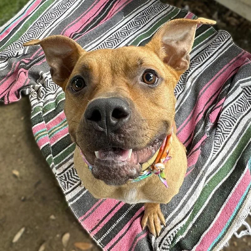 An adult medium-sized male Yellow / Tan / Blond / Fawn American Staffordshire Terrier dog named Sugar Bear for adoption in Salt Lake City, UT