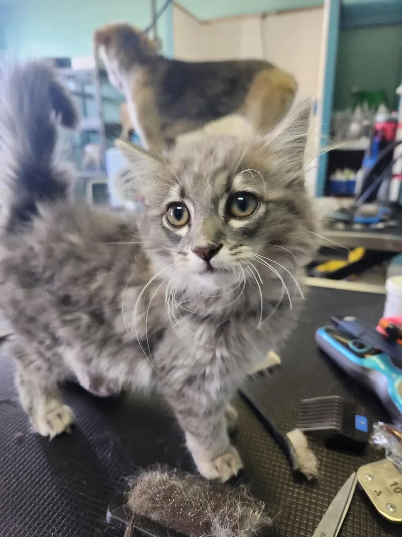A young medium-sized male Domestic Long Hair cat named Popper for adoption in Crossville, TN