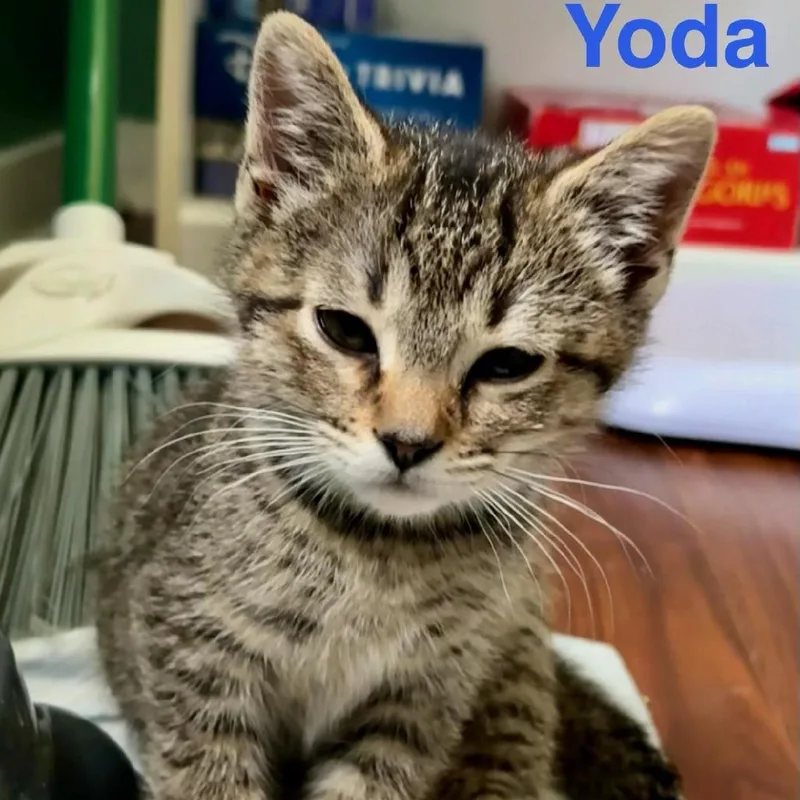 A baby small-sized female Gray / Blue / Silver Domestic Short Hair cat named Yoda for adoption in Rochester, MN