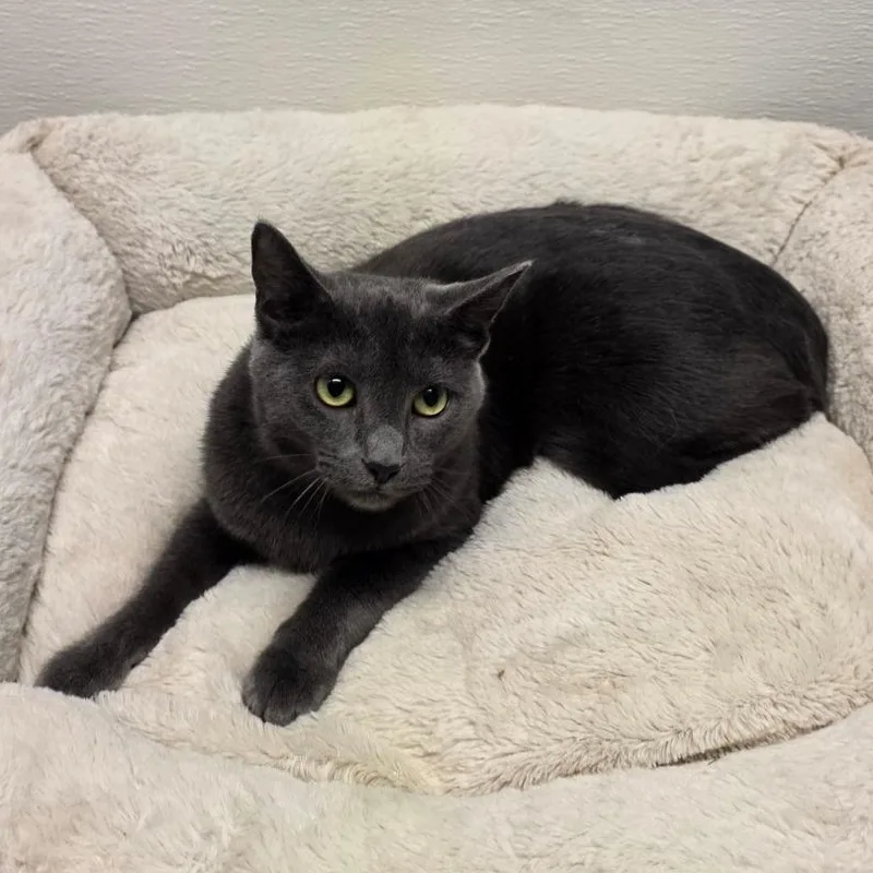 Jack Shiloh thumbnail 2