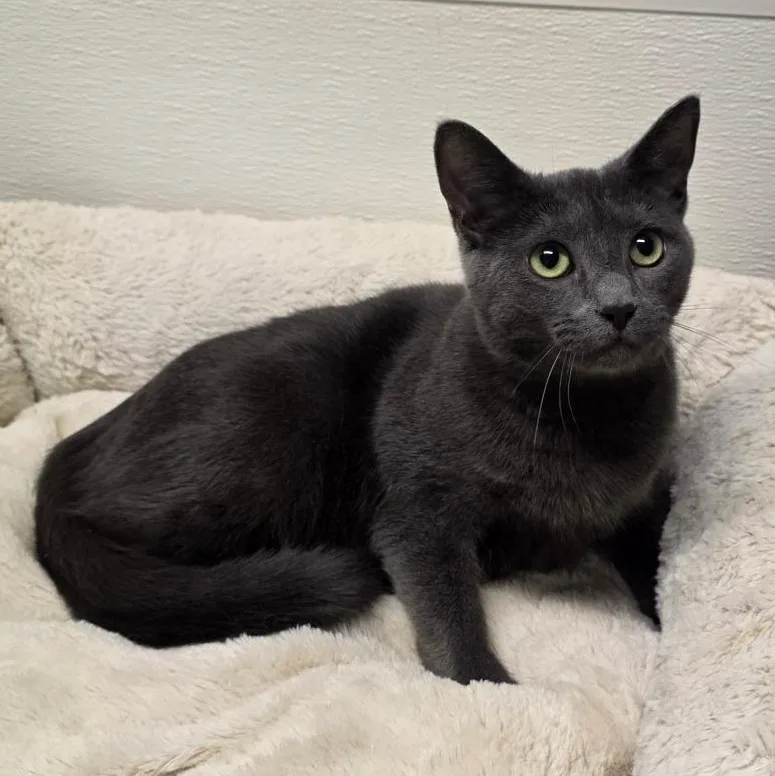 Jack Shiloh thumbnail 3