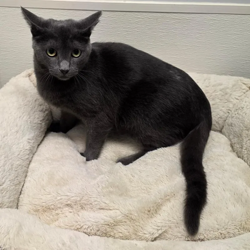 Jack Shiloh thumbnail 4