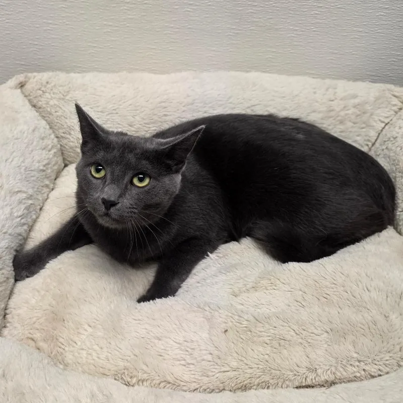 Jack Shiloh thumbnail 5