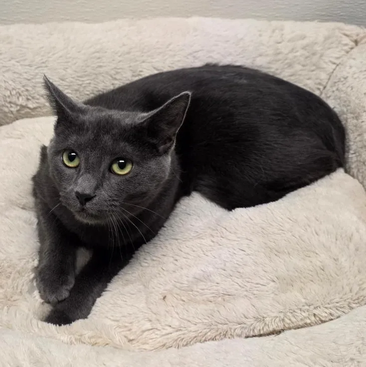 Jack Shiloh thumbnail 6