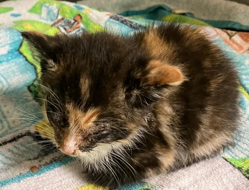 A baby medium-sized female Domestic Short Hair cat named Chinchilla for adoption in Christiansburg, VA