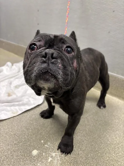 An adult small-sized male French Bulldog dog named Lou for adoption in Las Vegas, NV