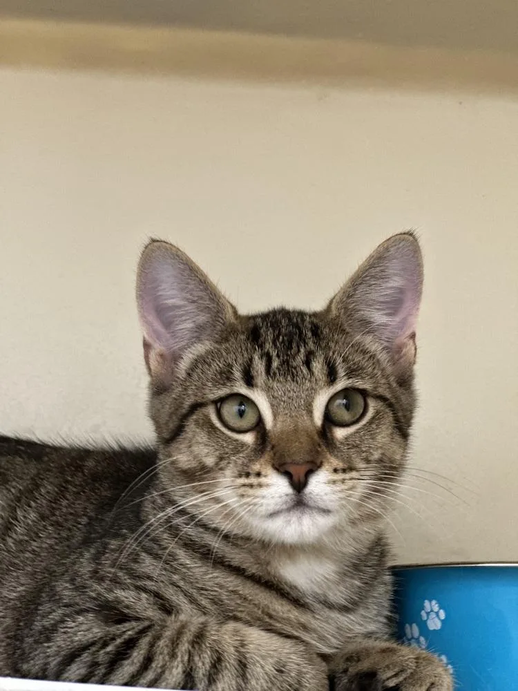 A young medium-sized male Domestic Short Hair cat named Tapatio for adoption in Richmond, IN