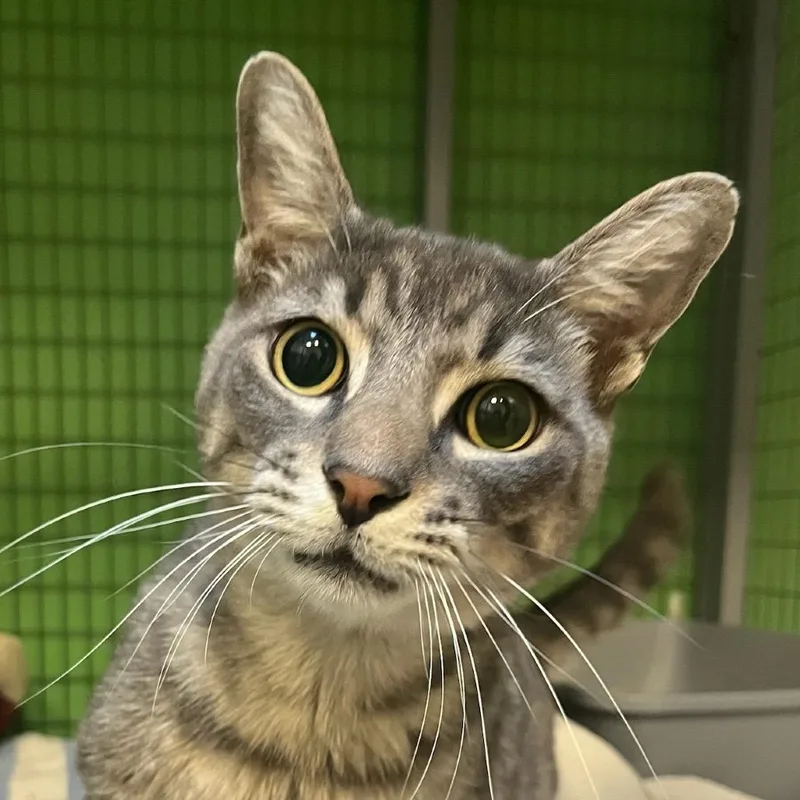 Stevie Wonpurr thumbnail 3