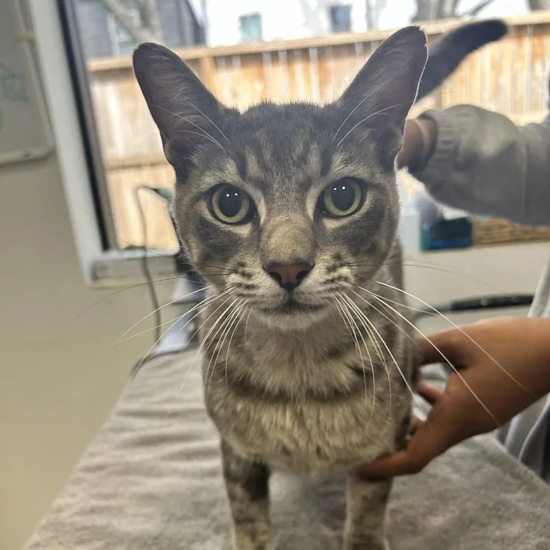 Stevie Wonpurr thumbnail 4