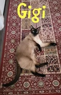 Gigi