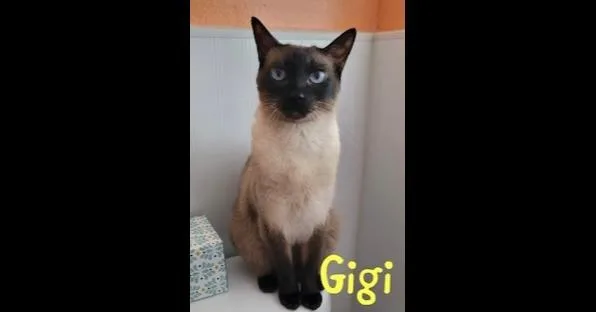 Gigi thumbnail 3