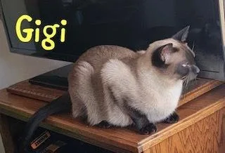 Gigi thumbnail 4