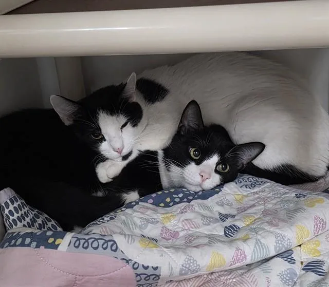 A young medium-sized male Domestic Short Hair cat named Elias for adoption in Boston, MA