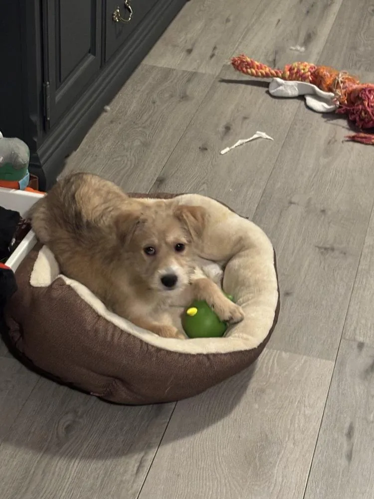 Olive thumbnail 3