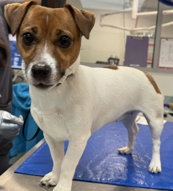An adult small-sized female Mixed Breed dog named Arepa for adoption in Ridgewood, NY