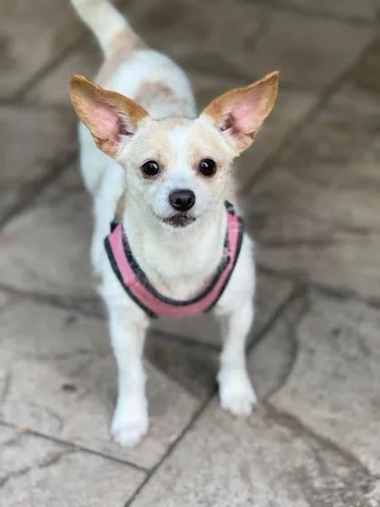 An adult small-sized female Terrier dog named Hanna for adoption in Malvern, PA